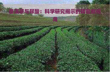 普洱茶与尿酸：科学研究揭示的降酸新视角