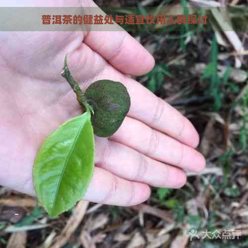 普洱茶的健益处与适宜饮用人群探讨