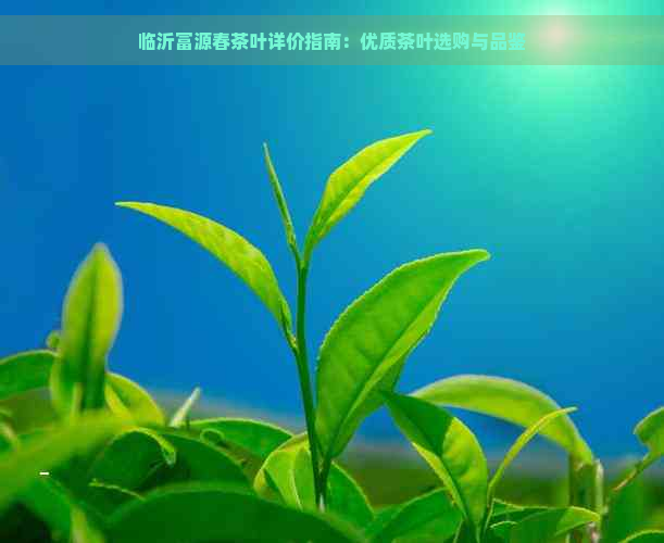 临沂富源春茶叶详价指南：优质茶叶选购与品鉴