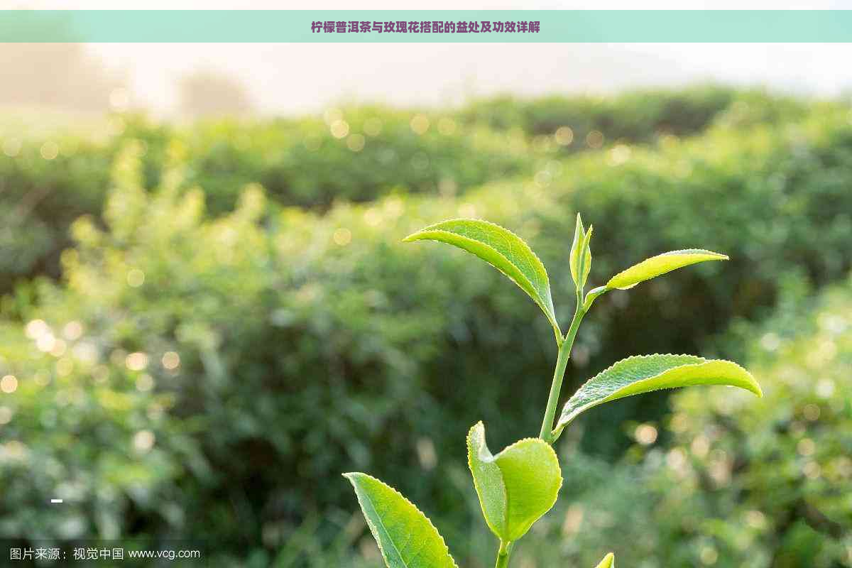 柠檬普洱茶与玫瑰花搭配的益处及功效详解