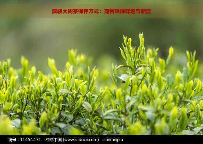 散装大树茶保存方式：如何确保味道与新度