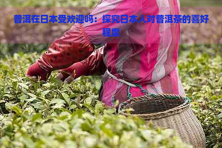 普洱在受欢迎吗：探究人对普洱茶的喜好程度