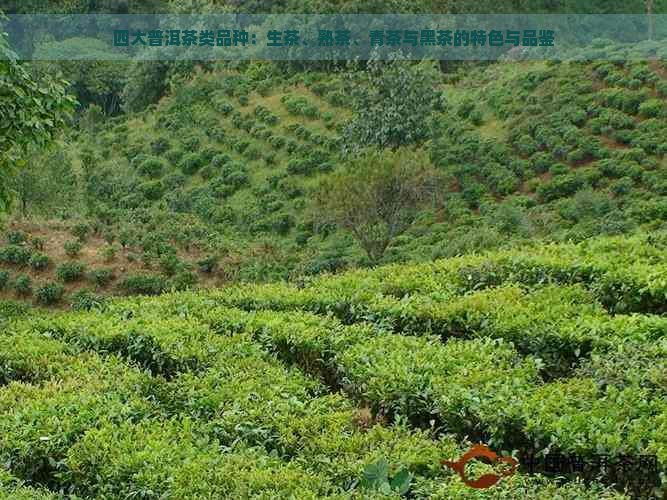 四大普洱茶类品种：生茶、熟茶、青茶与黑茶的特色与品鉴