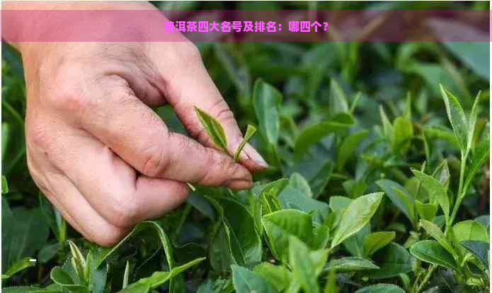 普洱茶四大名号及排名：哪四个？