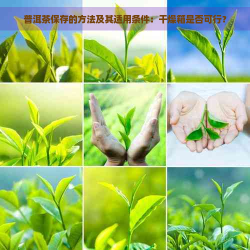 普洱茶保存的方法及其适用条件：干燥箱是否可行？