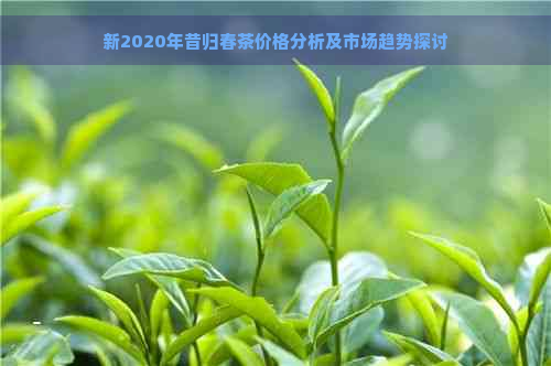 新2020年昔归春茶价格分析及市场趋势探讨