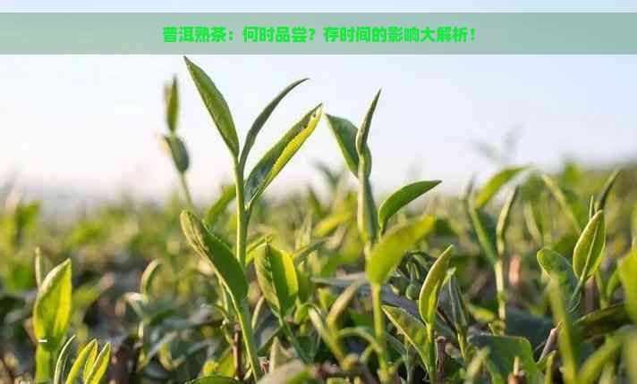 普洱熟茶：何时品尝？存时间的影响大解析！