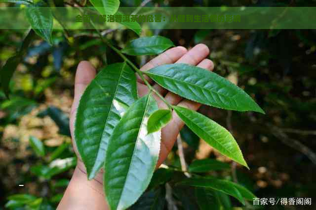 全面了解泡普洱茶的危害：从健到生活惯的影响