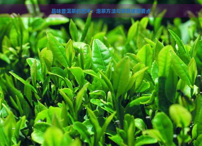 品味普洱茶的艺术：泡茶方法与茶具使用要点