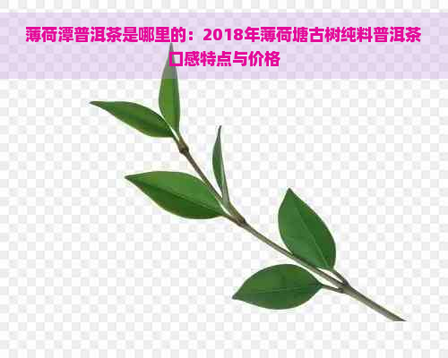 薄荷潭普洱茶是哪里的：2018年薄荷塘古树纯料普洱茶口感特点与价格