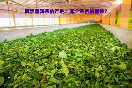 麻黑普洱茶的产地：哪个茶区的品质？