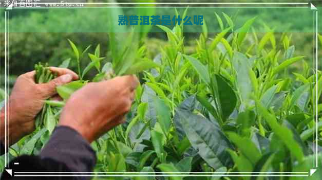 熟普洱茶是什么呢