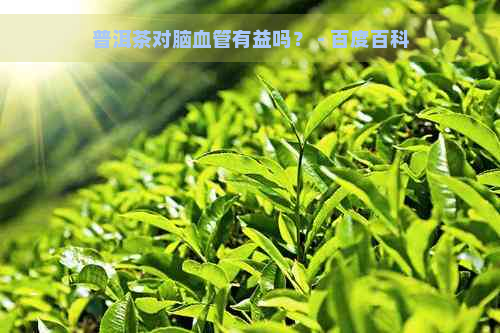 普洱茶对脑血管有益吗？ - 百度百科