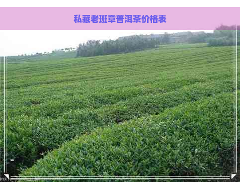 私藏老班章普洱茶价格表