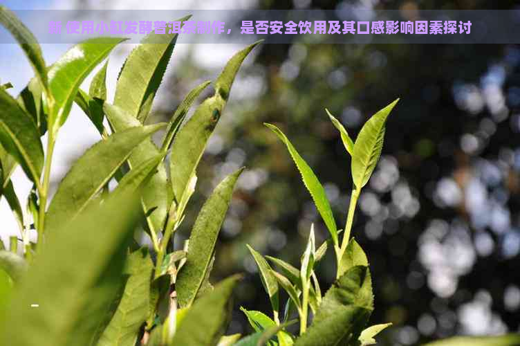 新 使用小缸发酵普洱茶制作，是否安全饮用及其口感影响因素探讨