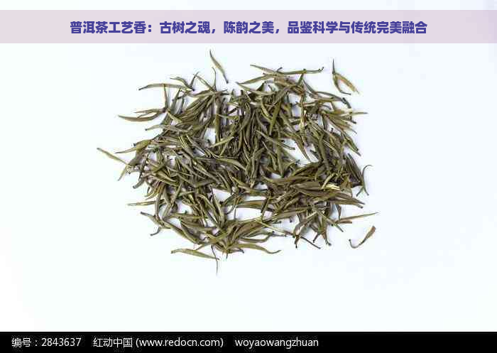 普洱茶工艺香：古树之魂，陈韵之美，品鉴科学与传统完美融合