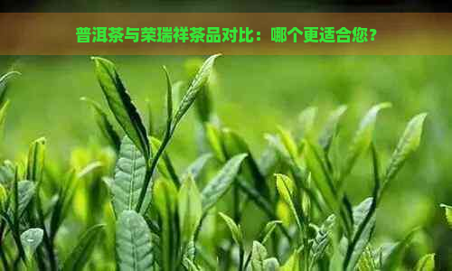 普洱茶与荣瑞祥茶品对比：哪个更适合您？