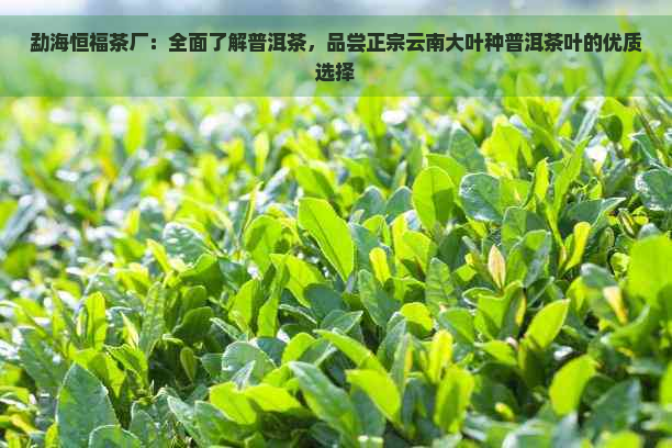 勐海恒福茶厂：全面了解普洱茶，品尝正宗云南大叶种普洱茶叶的优质选择