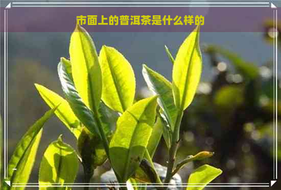 市面上的普洱茶是什么样的