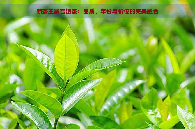 新茶王寨普洱茶：品质、年份与价位的完美融合