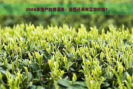 2006年生产的普洱茶：是否还具有品饮价值？