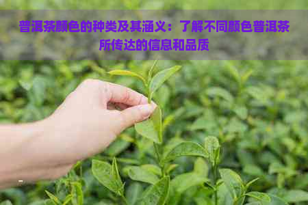 普洱茶颜色的种类及其涵义：了解不同颜色普洱茶所传达的信息和品质