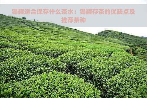 锡罐适合保存什么茶水：锡罐存茶的优缺点及推荐茶种