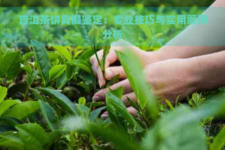 普洱茶饼真假鉴定：专业技巧与实用案例分析