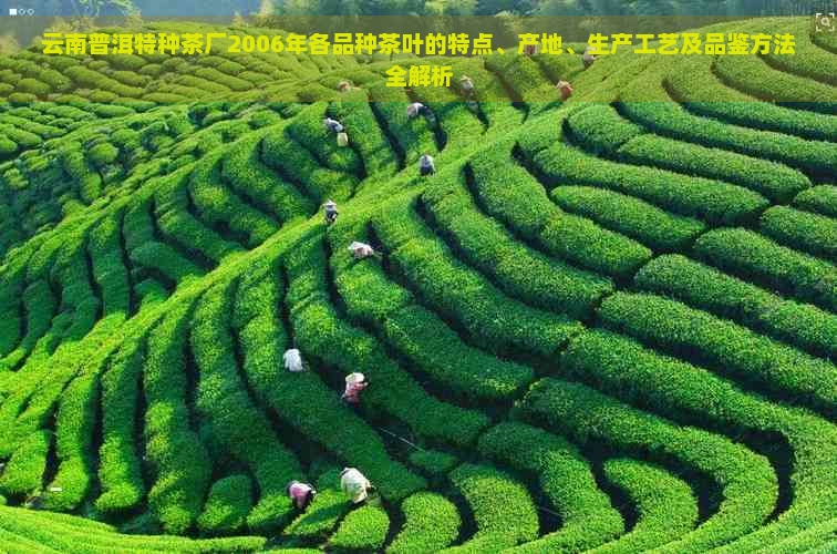 云南普洱特种茶厂2006年各品种茶叶的特点、产地、生产工艺及品鉴方法全解析