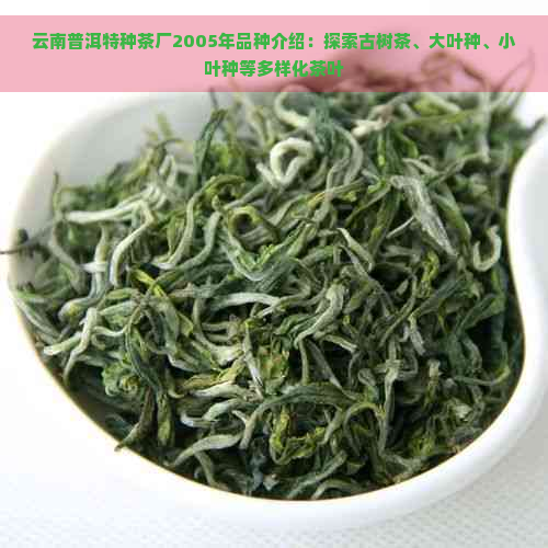 云南普洱特种茶厂2005年品种介绍：探索古树茶、大叶种、小叶种等多样化茶叶