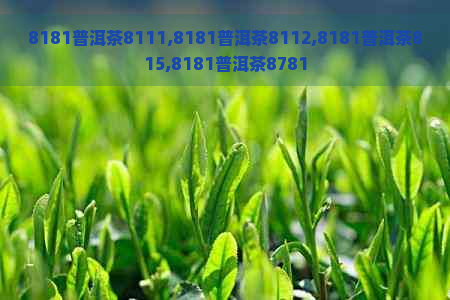 8181普洱茶8111,8181普洱茶8112,8181普洱茶815,8181普洱茶8781