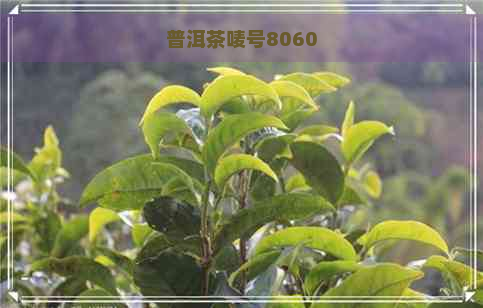 普洱茶唛号8060