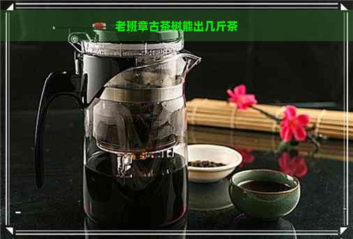 老班章古茶树能出几斤茶