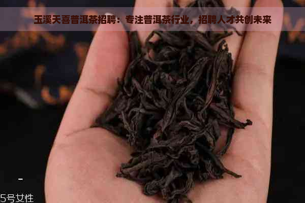 玉溪天喜普洱茶招聘：专注普洱茶行业，招聘人才共创未来