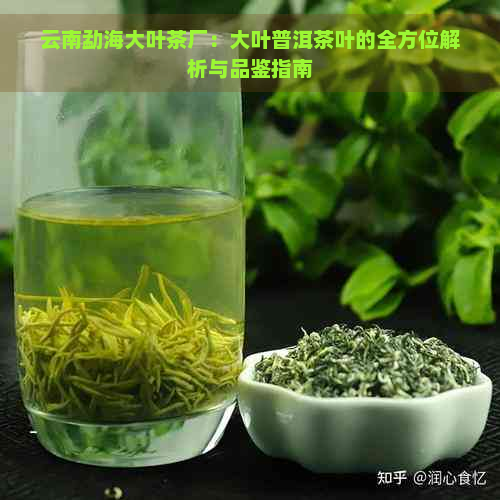 云南勐海大叶茶厂：大叶普洱茶叶的全方位解析与品鉴指南