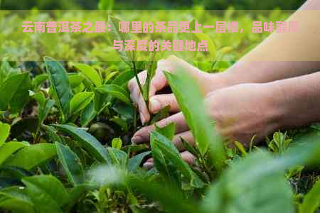 云南普洱茶之最：哪里的茶品更上一层楼，品味醇厚与深度的关键地点