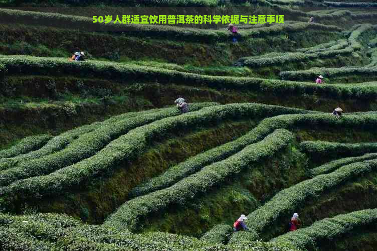 50岁人群适宜饮用普洱茶的科学依据与注意事项