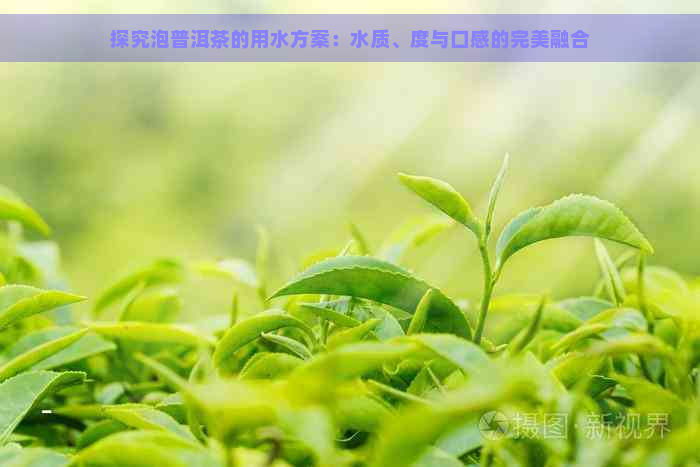 探究泡普洱茶的用水方案：水质、度与口感的完美融合