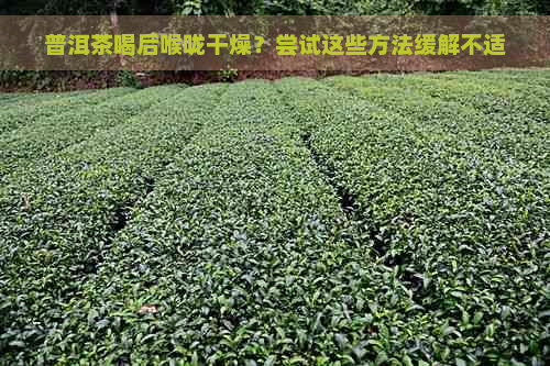 普洱茶喝后喉咙干燥？尝试这些方法缓解不适