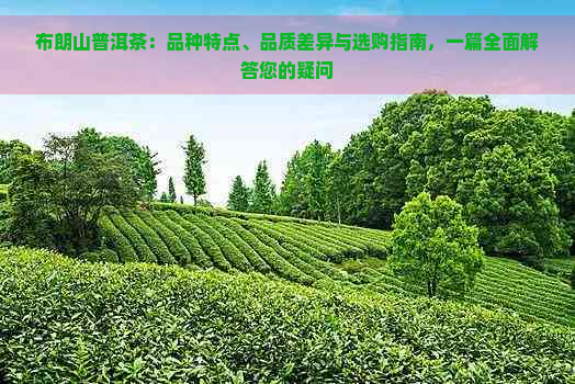 布朗山普洱茶：品种特点、品质差异与选购指南，一篇全面解答您的疑问