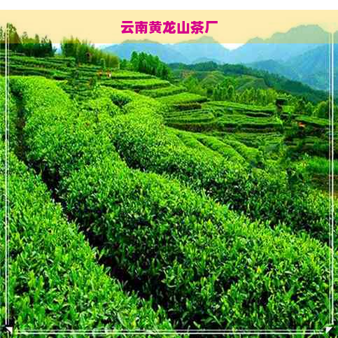 云南黄龙山茶厂