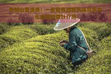 布朗山普洱茶：一款具有独特风味与历文化底蕴的茶叶介绍