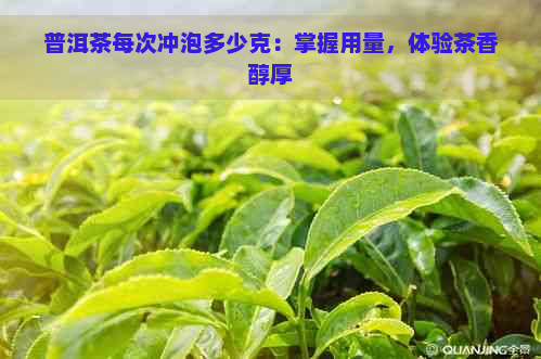 普洱茶每次冲泡多少克：掌握用量，体验茶香醇厚