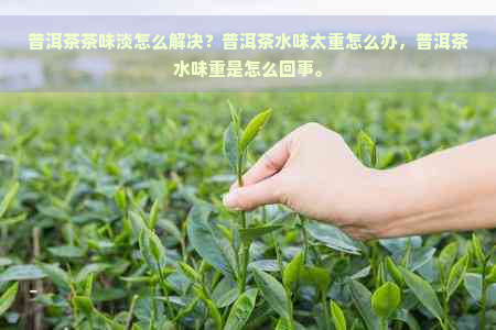 普洱茶茶味淡怎么解决？普洱茶水味太重怎么办，普洱茶水味重是怎么回事。