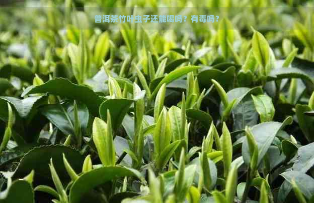 普洱茶竹叶虫子还能喝吗？有吗？