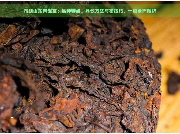 布朗山东普洱茶：品种特点、品饮方法与鉴技巧，一篇全面解析