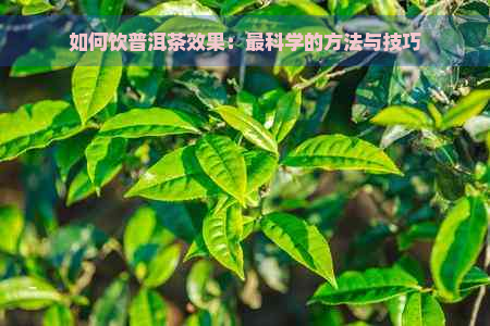 如何饮普洱茶效果：最科学的方法与技巧