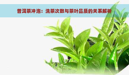 普洱茶冲泡：洗茶次数与茶叶品质的关系解析