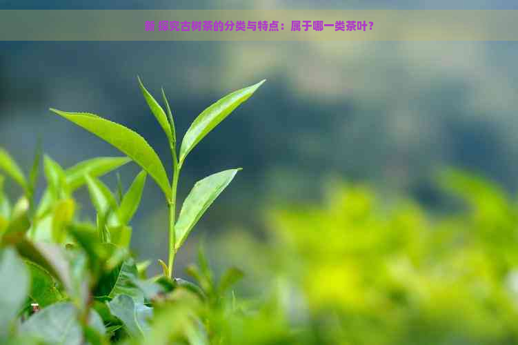 新 探究古树茶的分类与特点：属于哪一类茶叶？