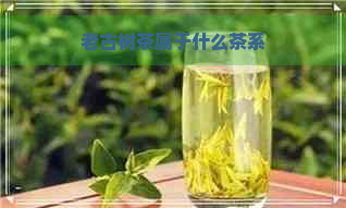 老古树茶属于什么茶系